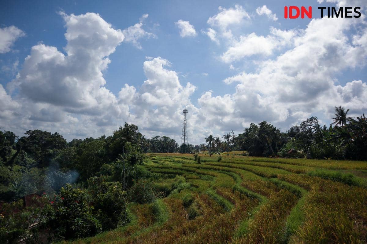 Potret Desa Nyambu Bali 