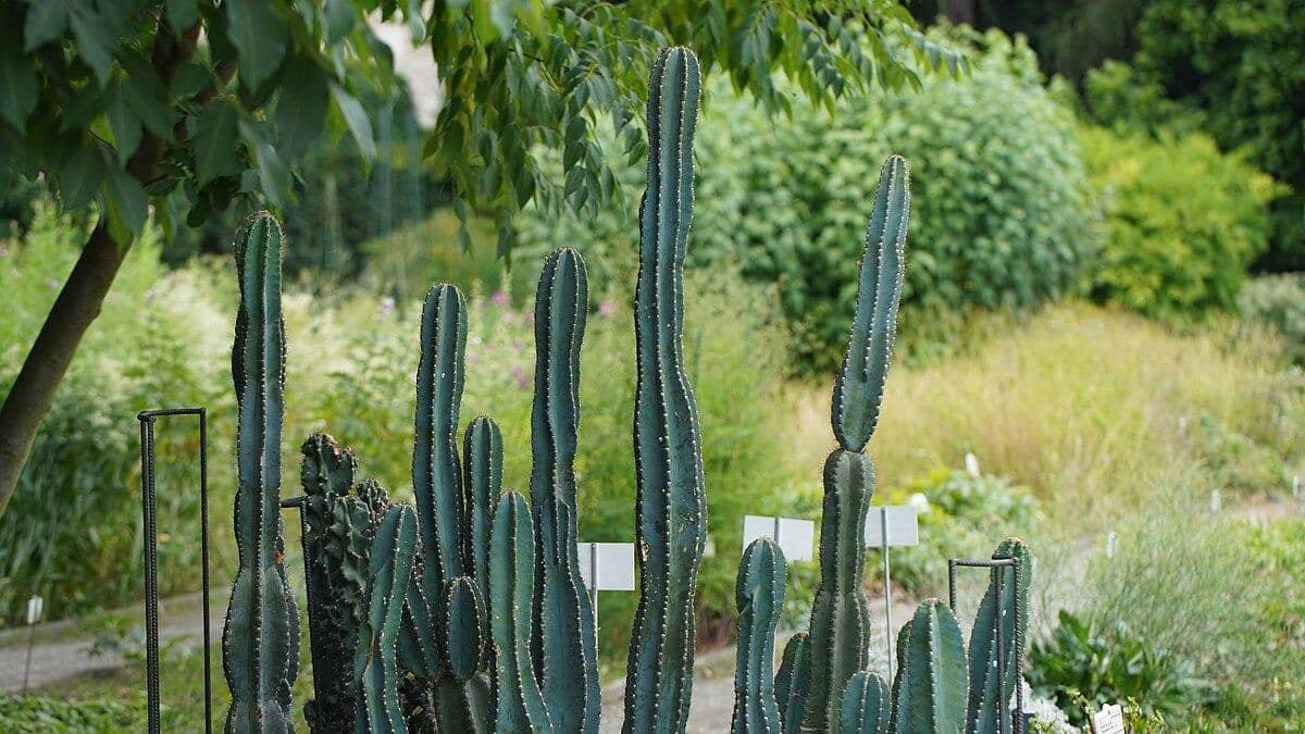 Cereus repandus Mill. Polandia, Kebun Raya Krakow (AfroBrazilian, CC BY-SA 4.0, via Wikimedia Commons)