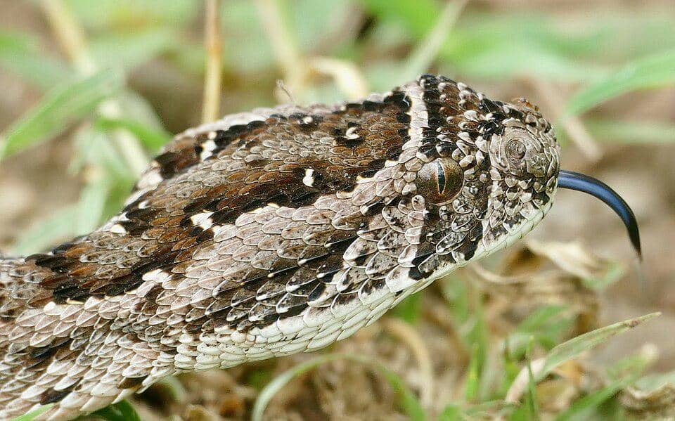 tampak dekat kepala ular bandotan gembung