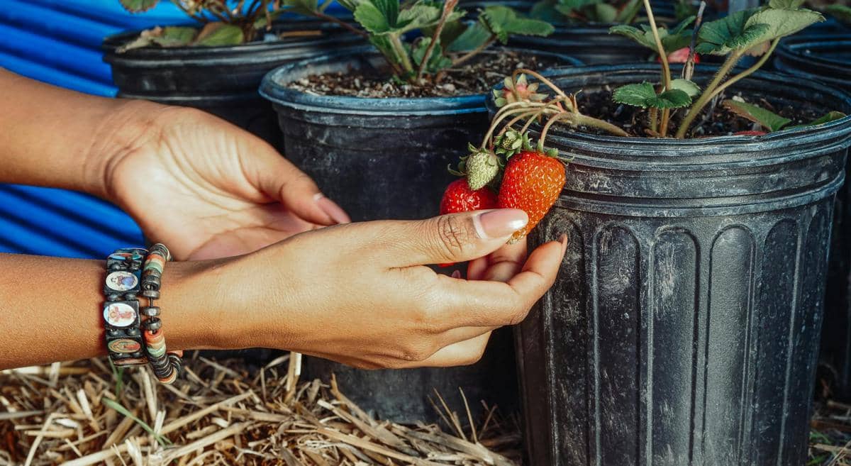 5 Tips Menanam Stroberi di Pot untuk Pemula
