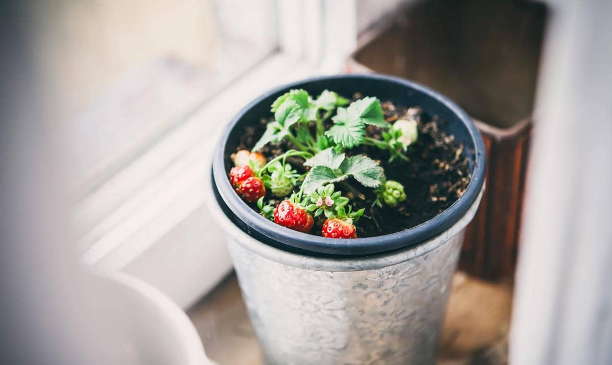 stroberi di pot (pexels.com/Paweł Kmiecik)