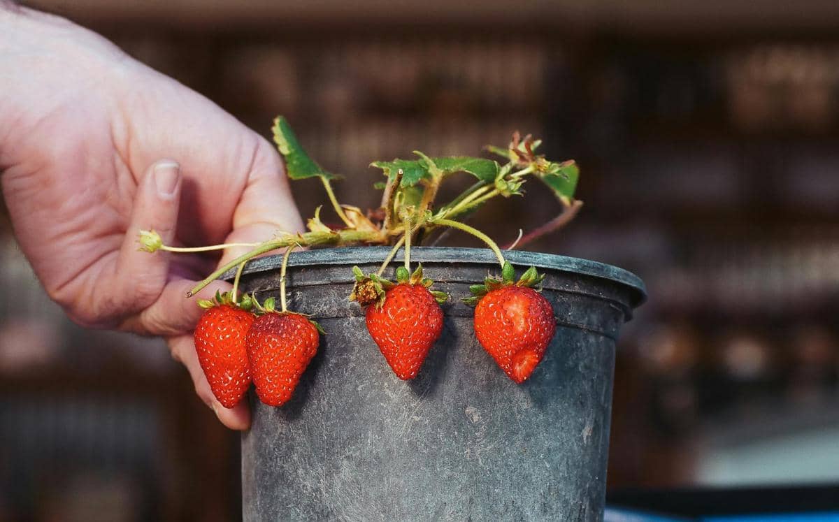 stroberi di pot (pexels.com/Kindel Media)