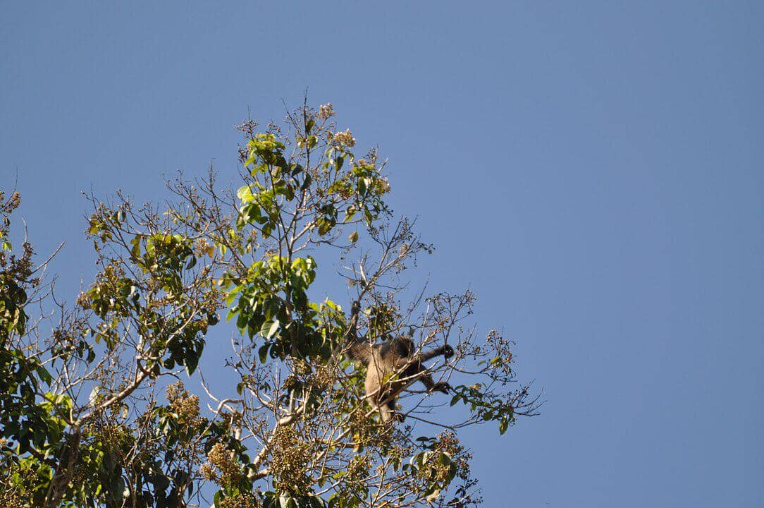 potret owa kalimantan bergelayunan di atas pohon