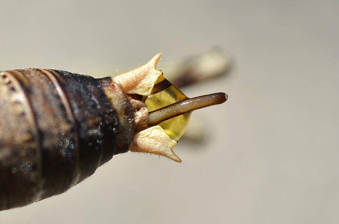 Nematomorpha memanipulasi belalang