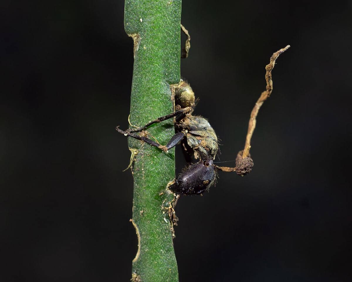 Semut yang termanipulasi oleh ophiocordyceps unilateralis