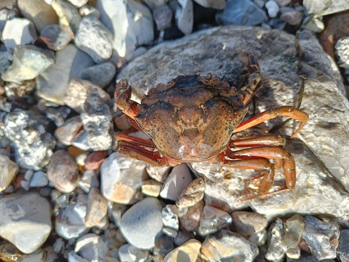 Kepiting yang termanipulasi oleh microphallus
