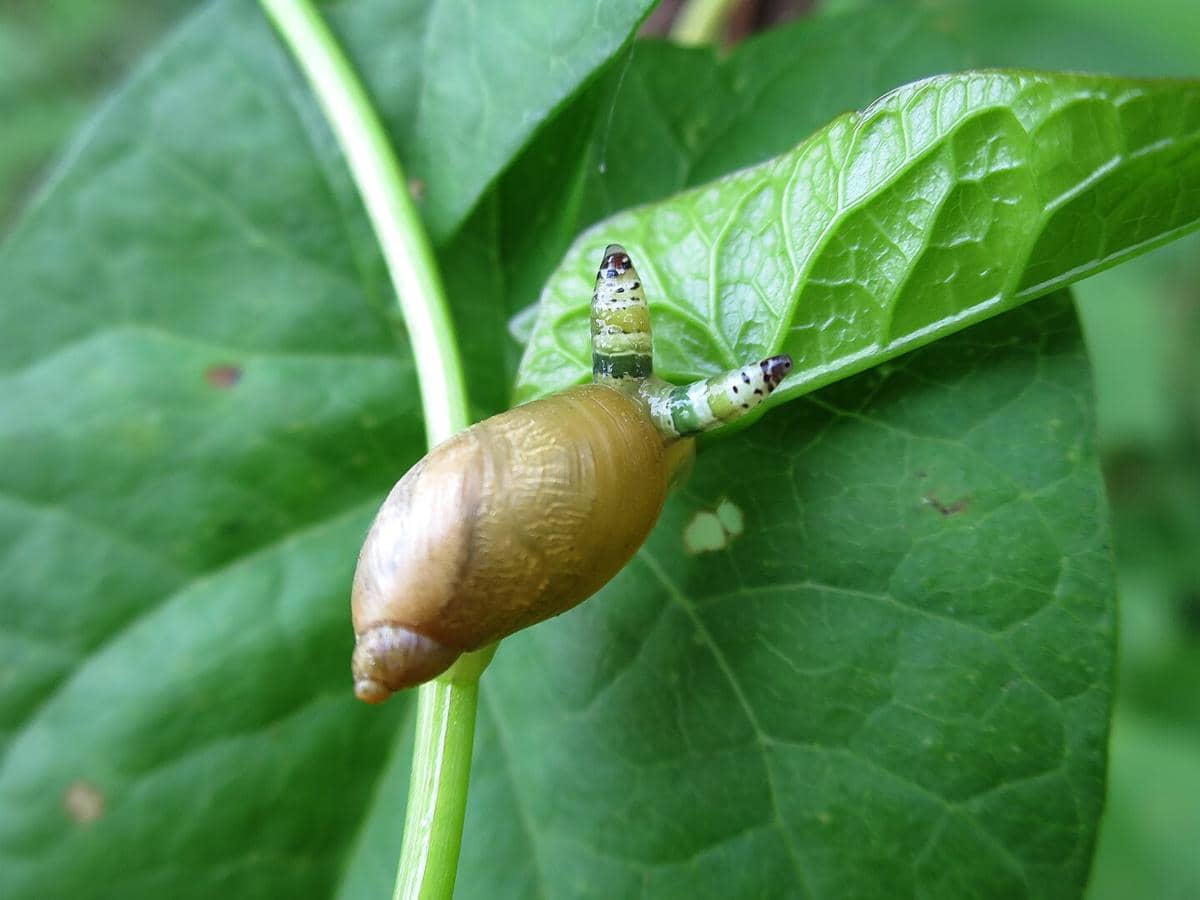 Siput yang termanipulasi oleh leucochloridium paradoxum