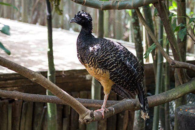 potret burung blue billed curassow