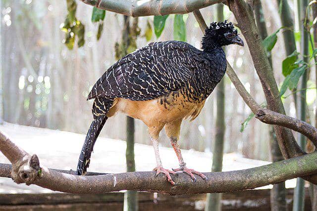 potret burung blue billed curassow