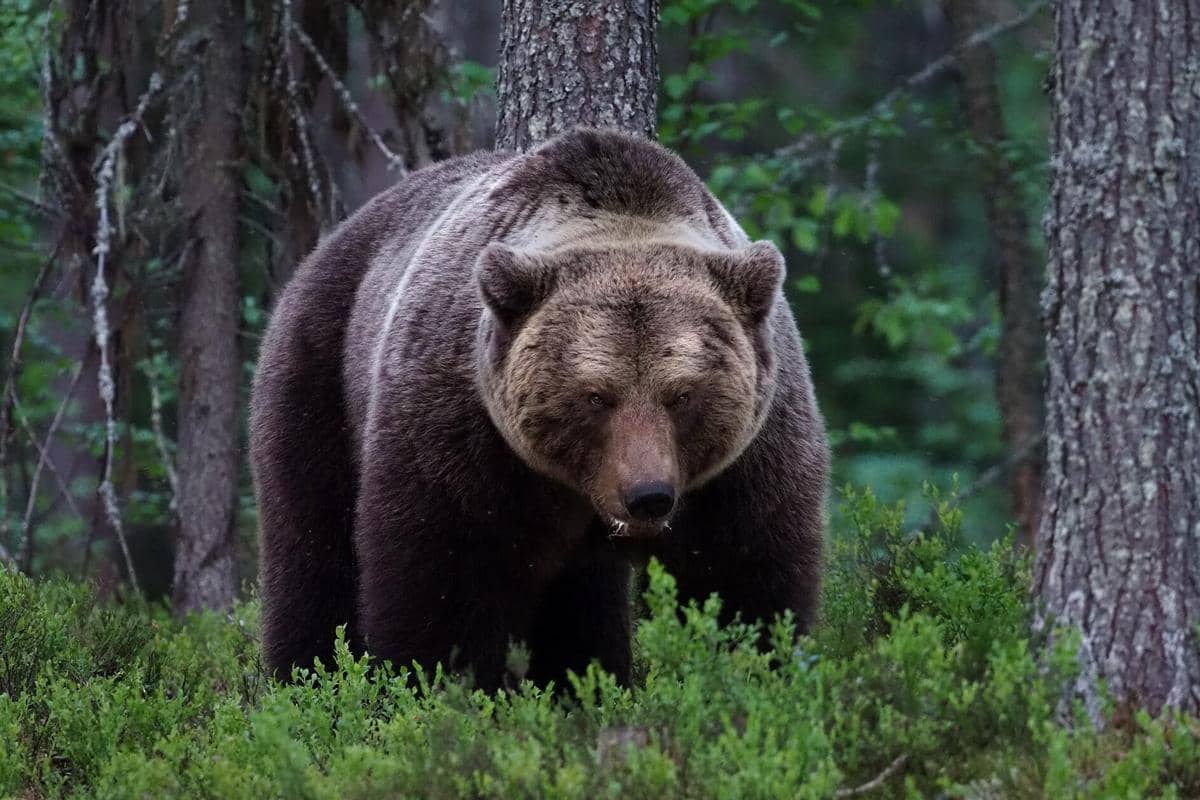 Beruang Cokelat Eurasia