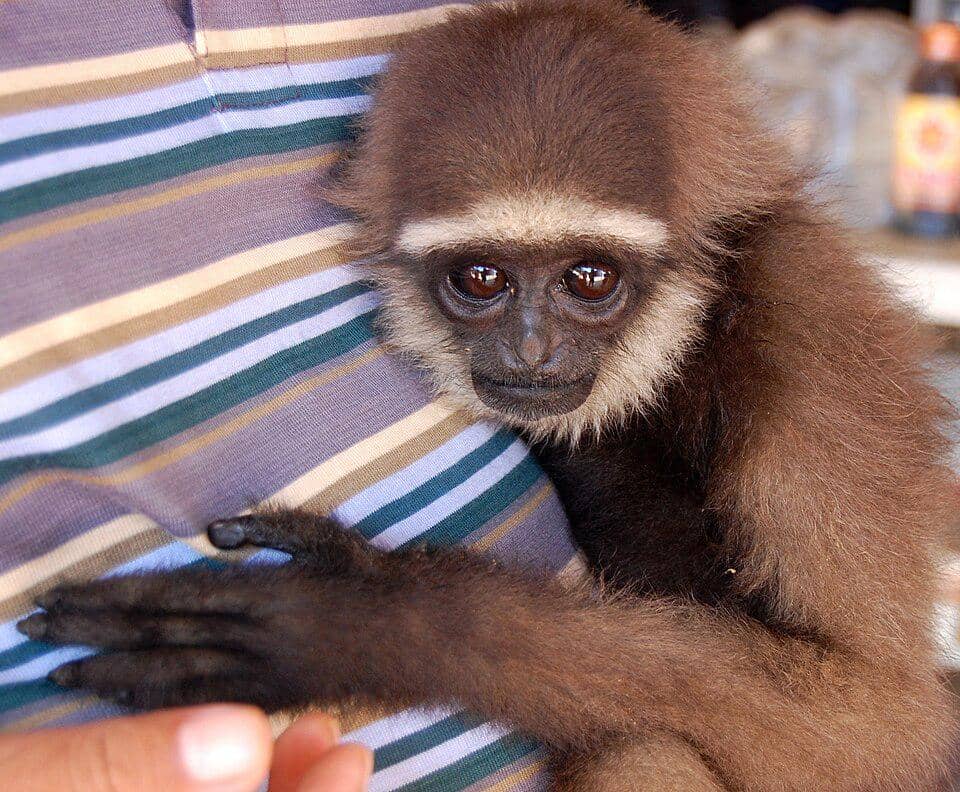 potret owa kalimantan muda