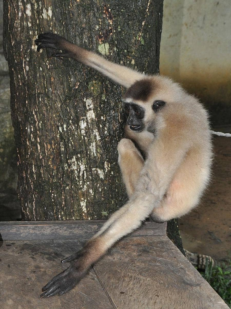 potret owa kalimantan