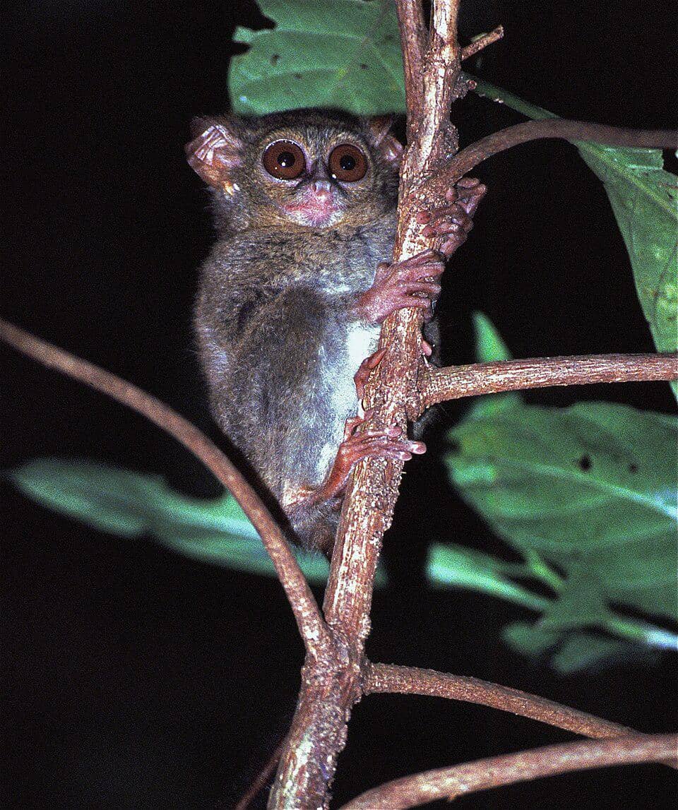 potret tarsius tangkasi