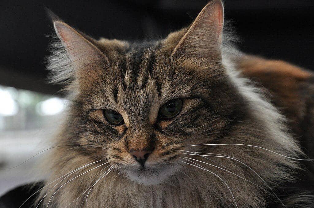 Norwegian forest cat