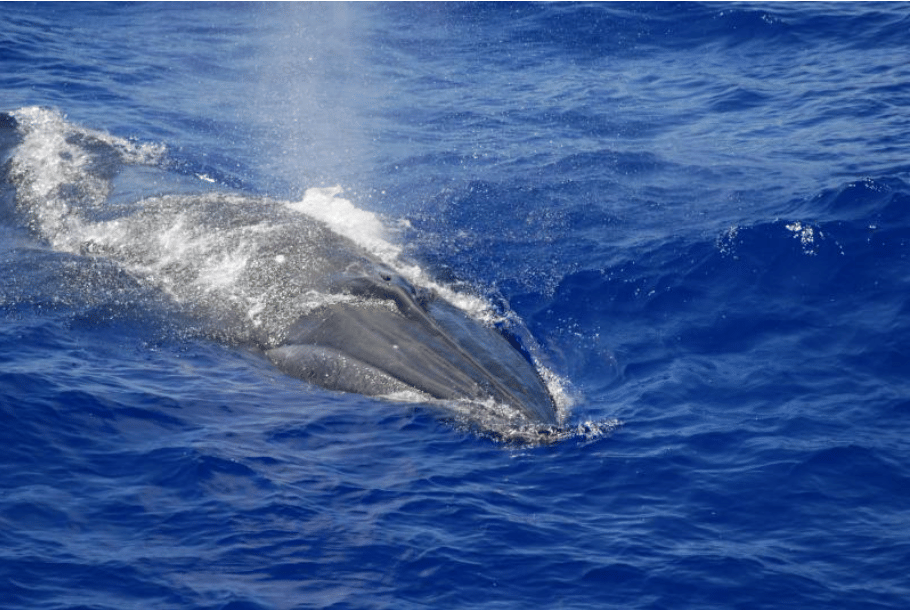 Sejauh ini, penelitian tentang sistem reproduksi paus omura justru lebih banyak dilakukan pada individu yang tinggal di sekitar Madagaskar.