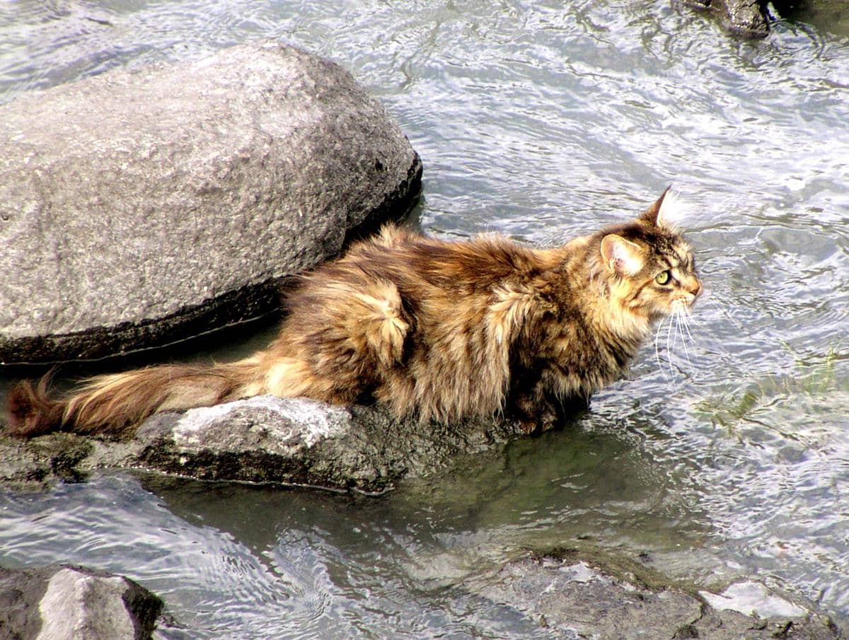 Norwegian forest cat