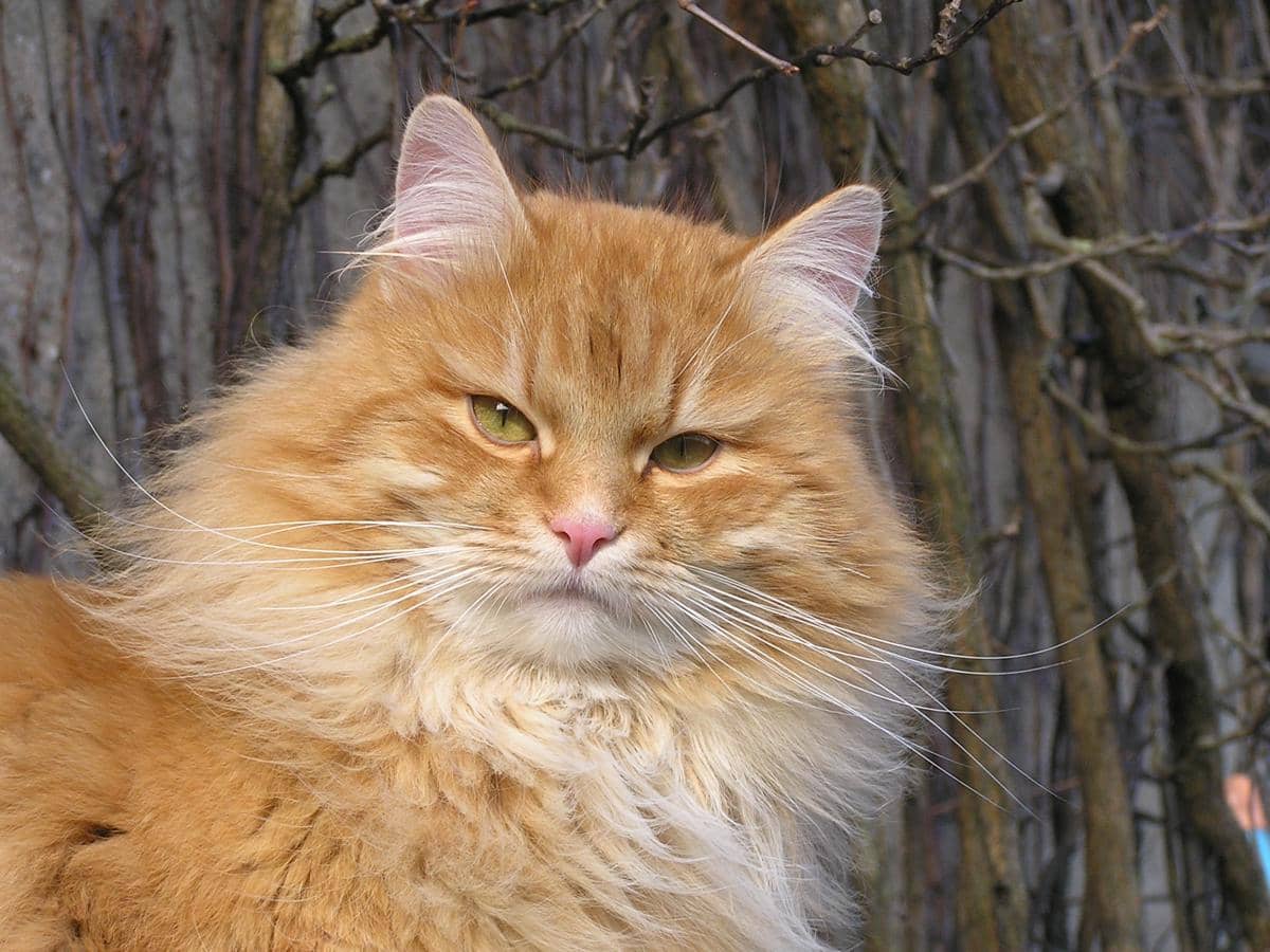 Siberian cat