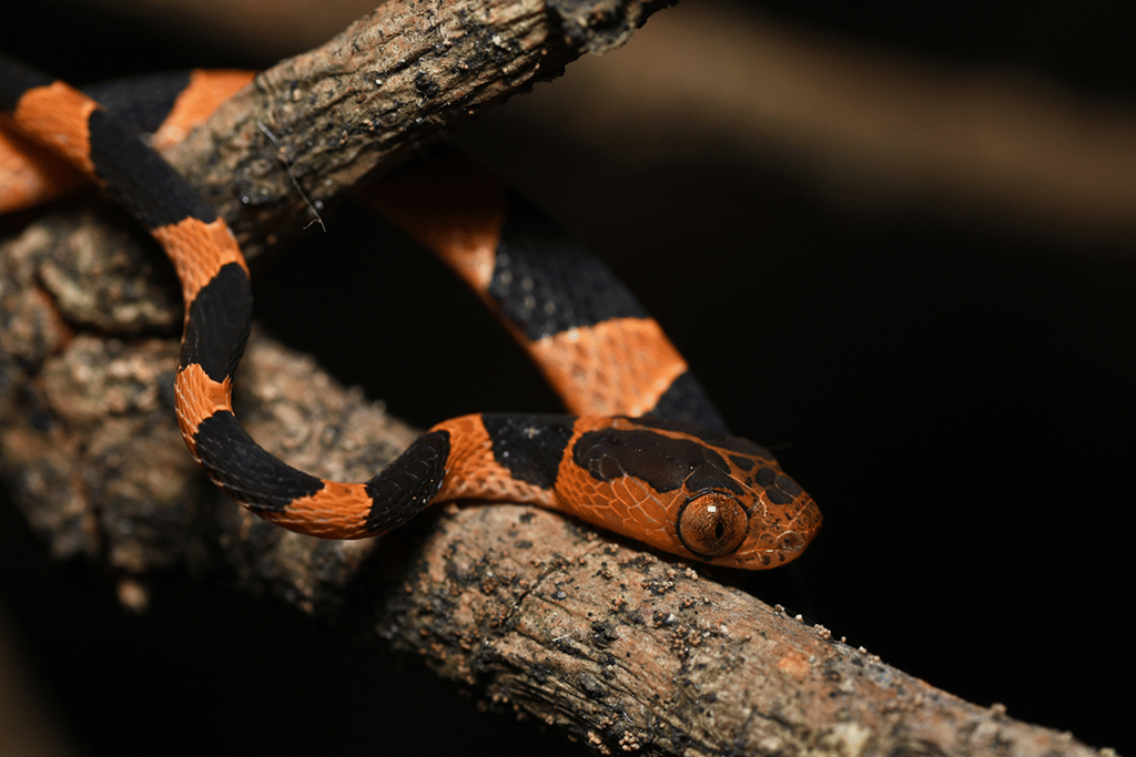 foto Imantodes cenchoa