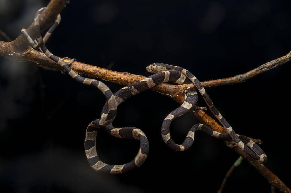 foto Imantodes cenchoa