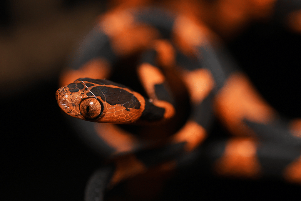 foto Imantodes cenchoa