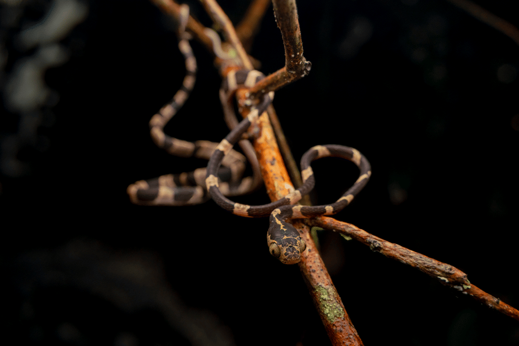 foto Imantodes cenchoa