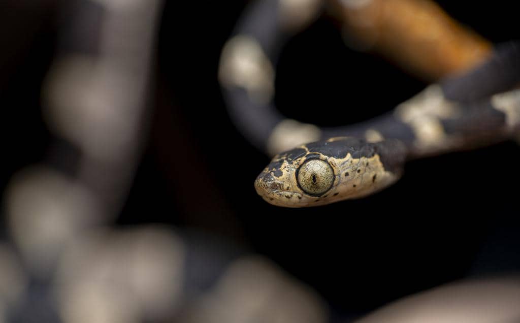 foto Imantodes cenchoa