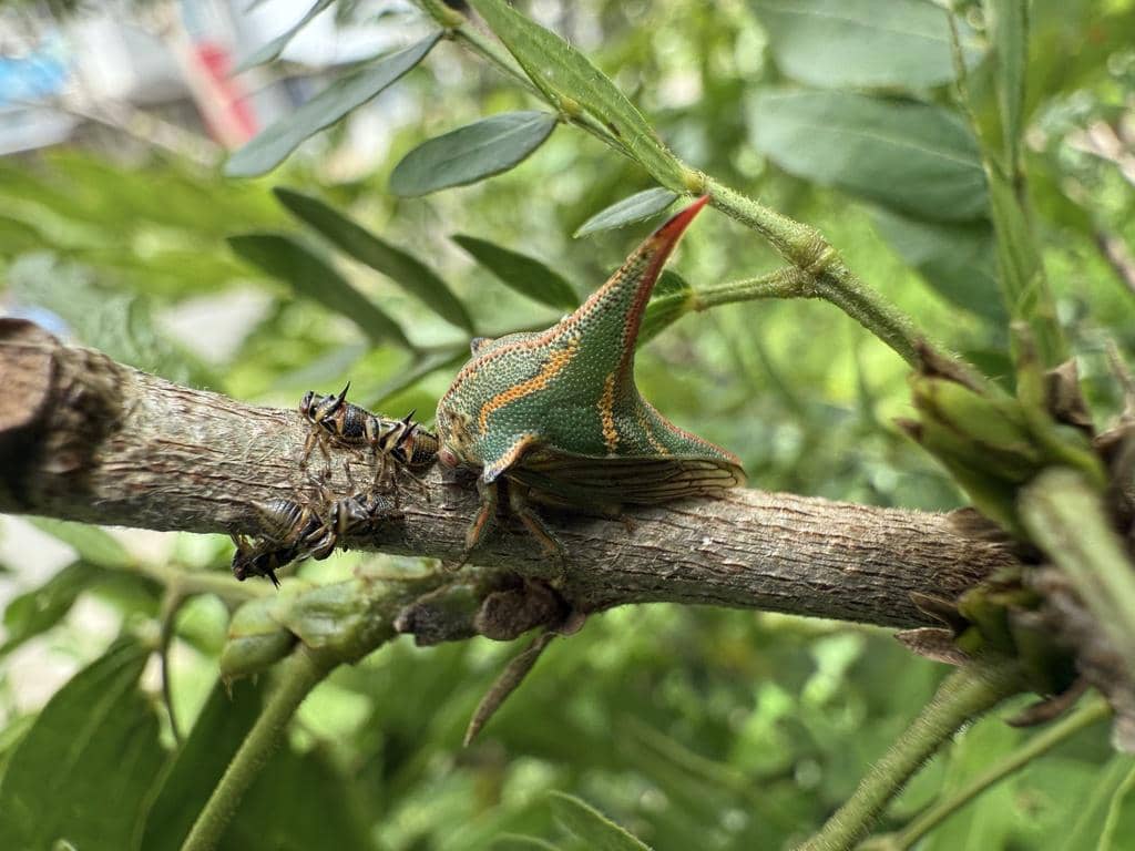 Umbonia crassicornis