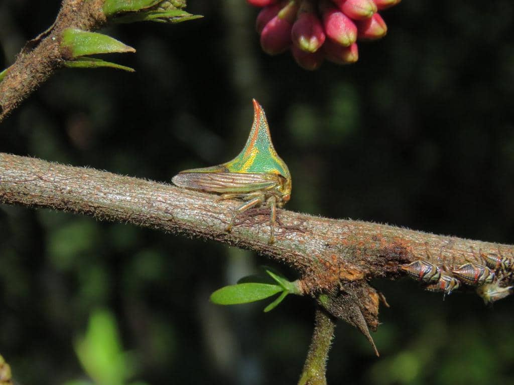 Umbonia crassicornis