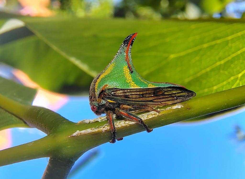 Umbonia crassicornis