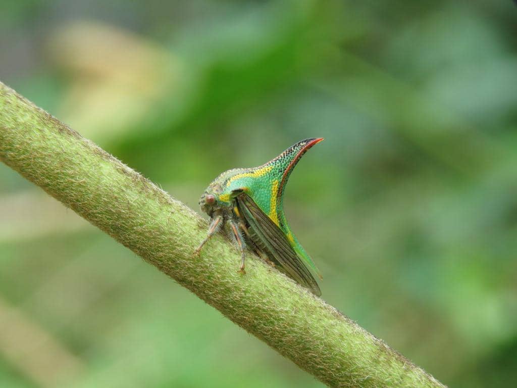 Umbonia crassicornis