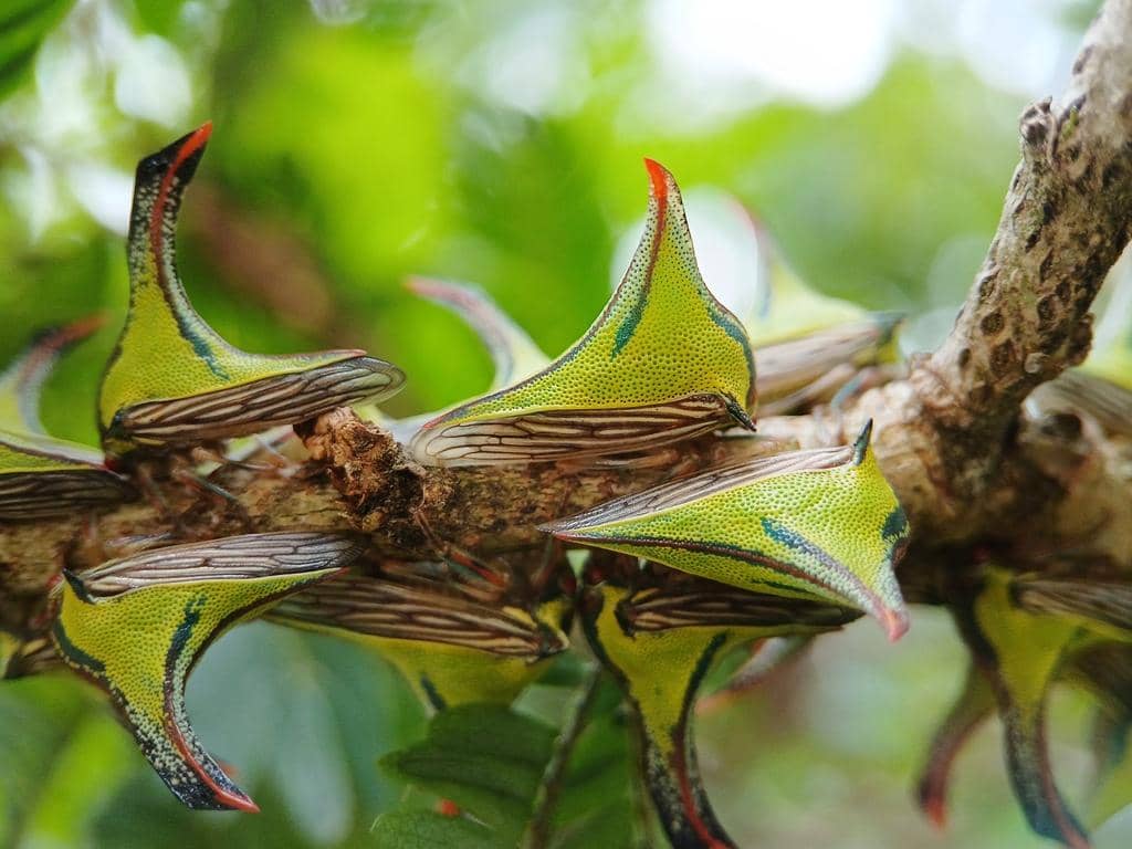 Umbonia crassicornis