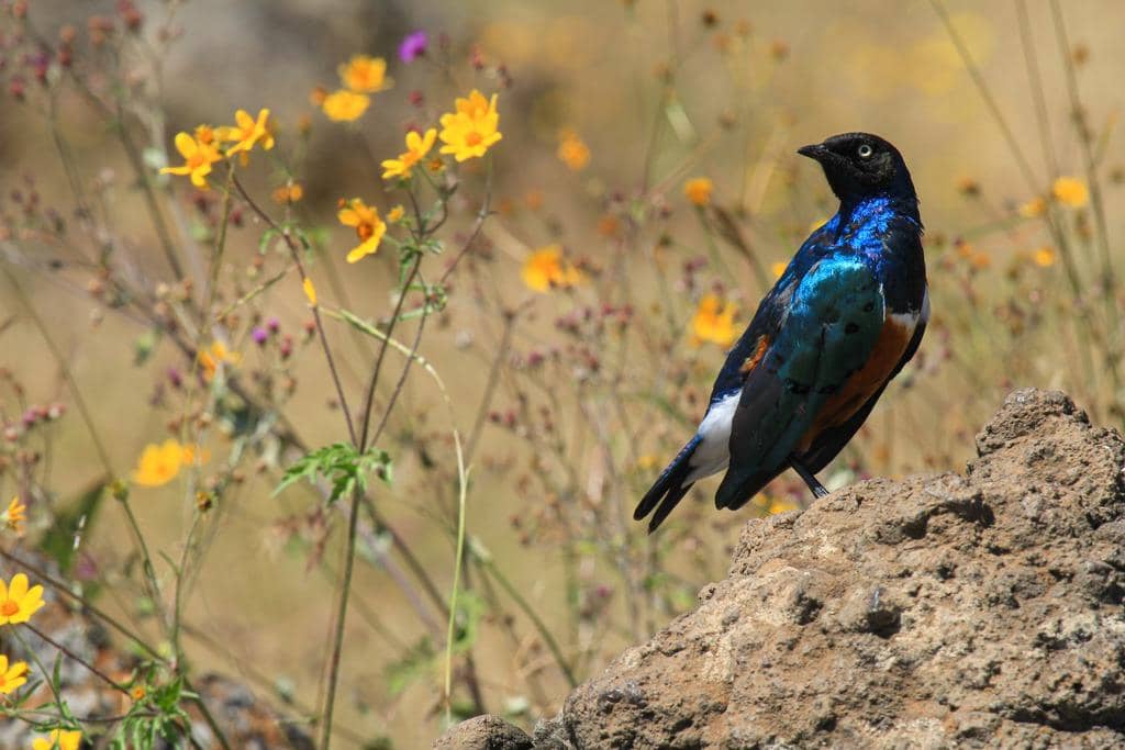 Lamprotornis superbus