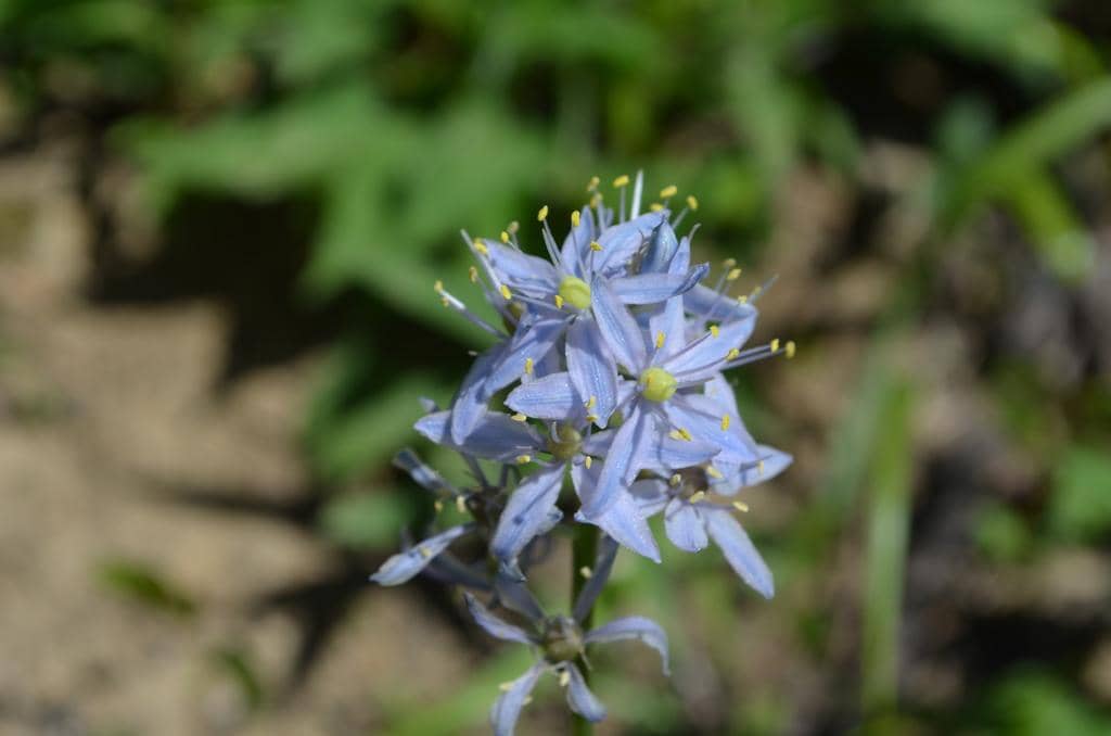 Atlantic Camas