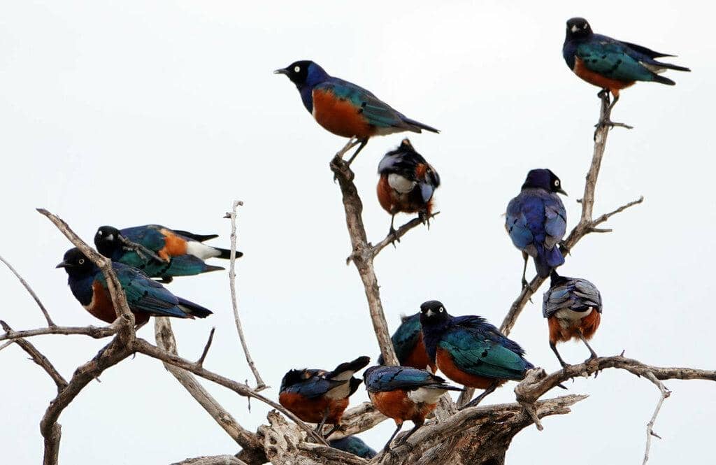 Lamprotornis superbus