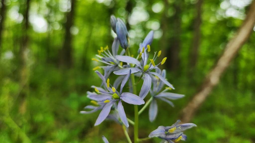 Atlantic Camas