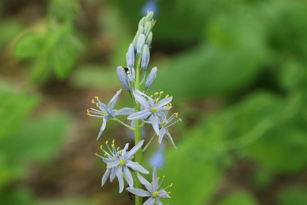 Atlantic Camas