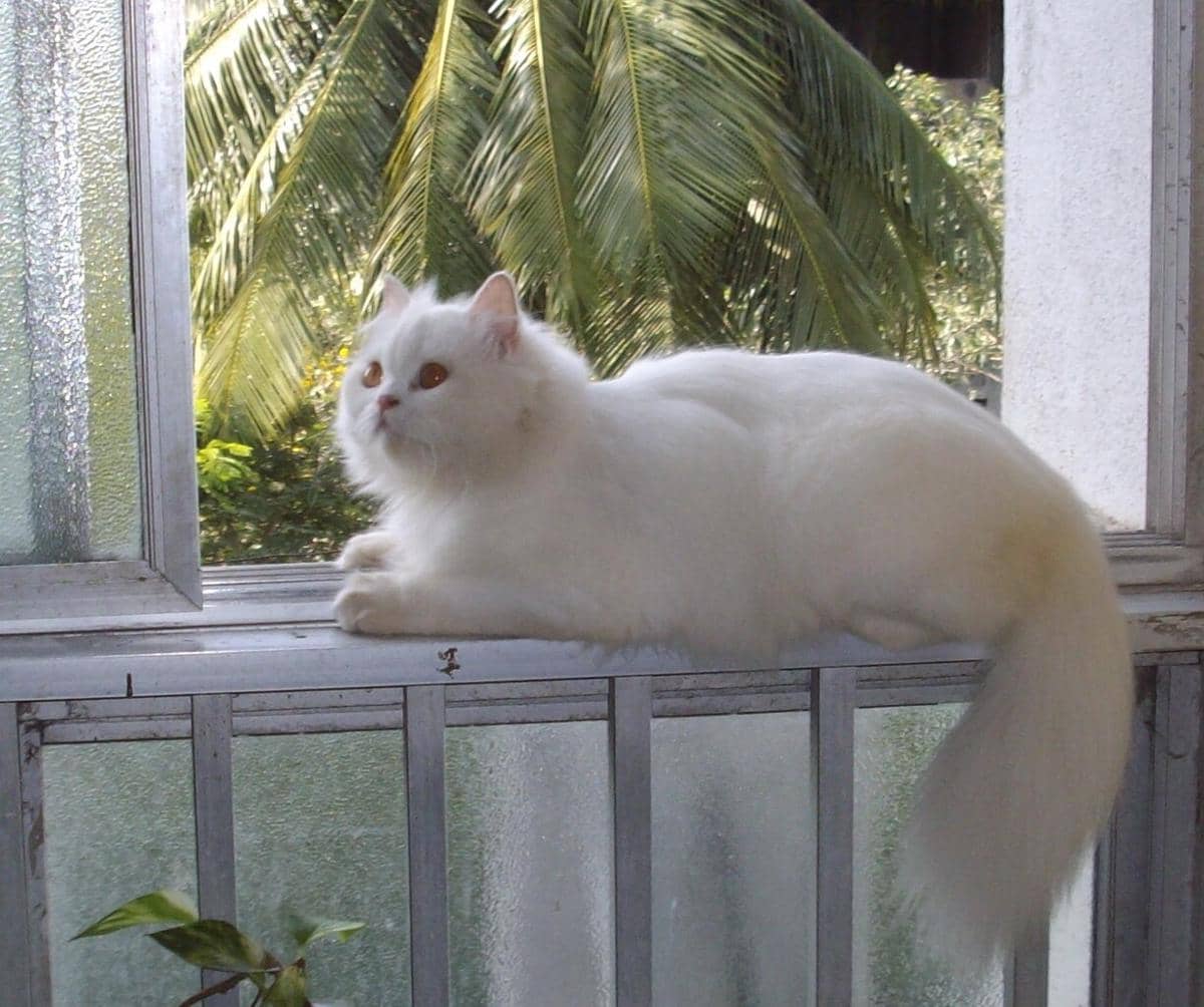 Persian cat