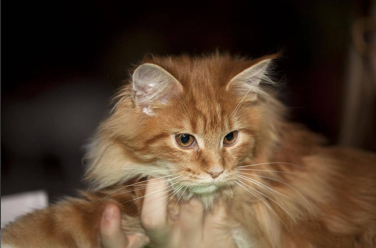 Maine coon