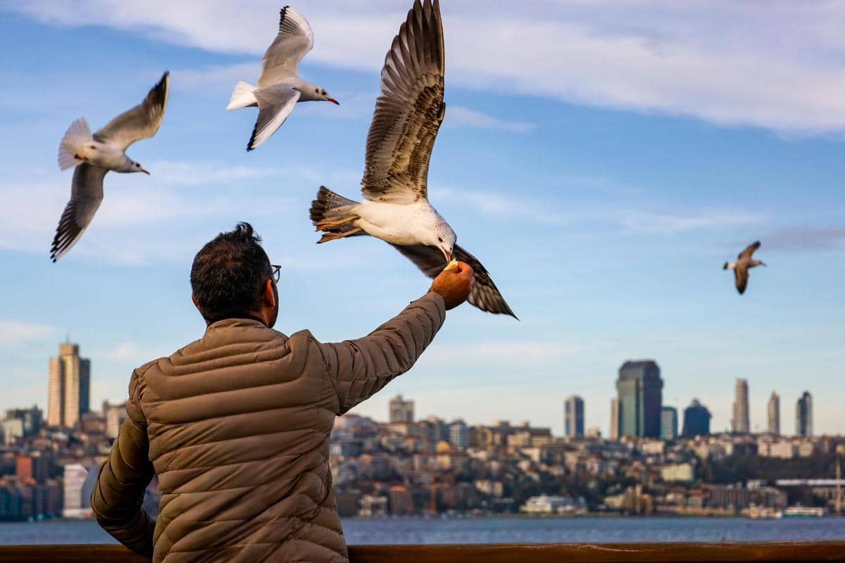 ilustrasi pria dan burung 