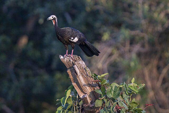 potret burung trinidad piping guan