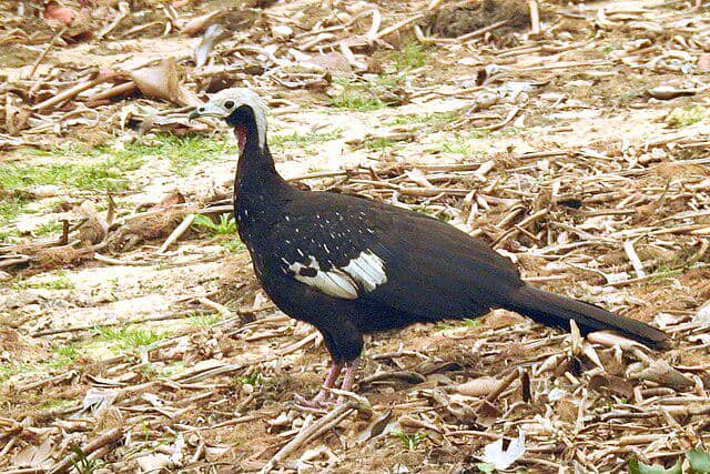 potret burung trinidad piping guan