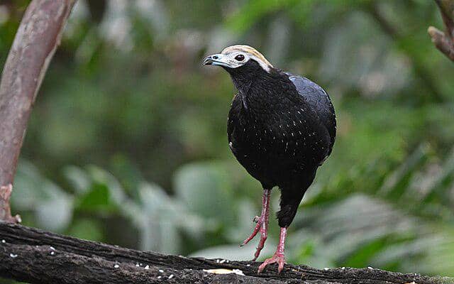 potret burung trinidad piping guan