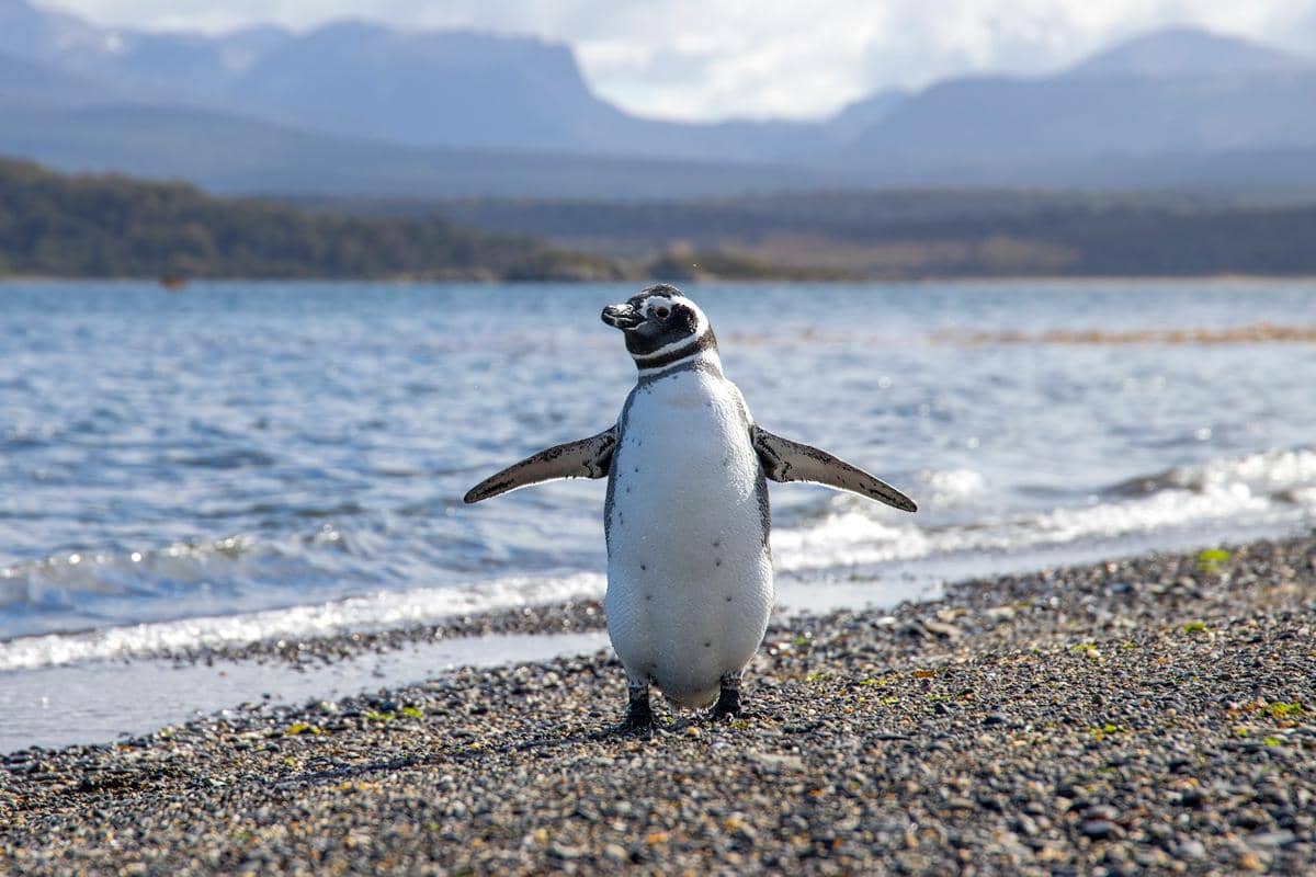 potret penguin putih di Kota Ushuaia