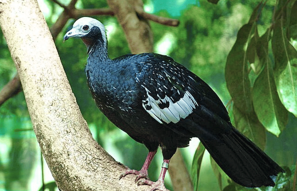 potret burung trinidad piping guan