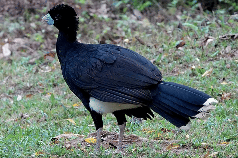 potret burung blue billed curassow
