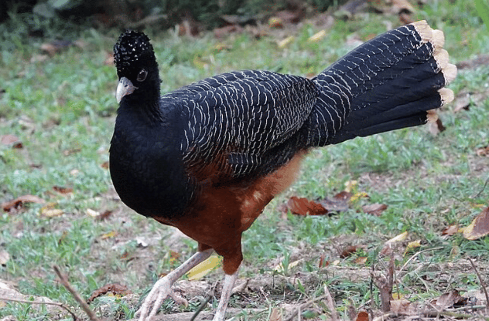 potret burung blue billed curassow 