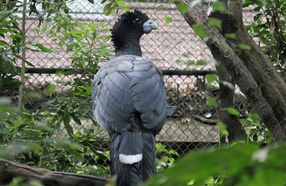 potret burung blue billed curassow