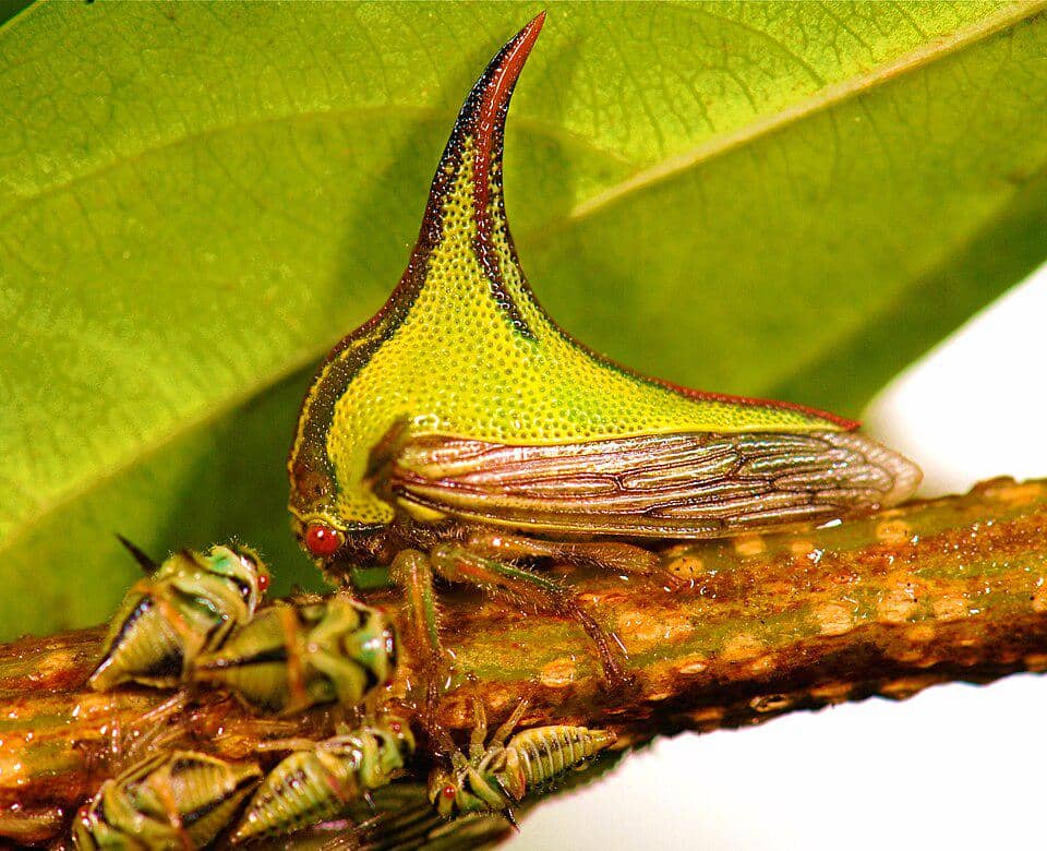Umbonia crassicornis