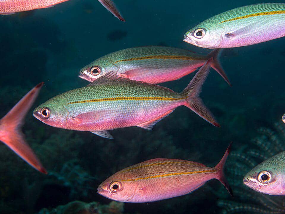 Ikan lolosi genus Caesio