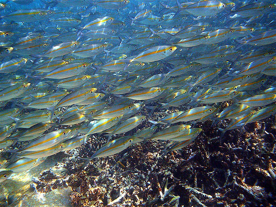 Gerombolan ikan Caesio chrysozona yang berenang di perairan 